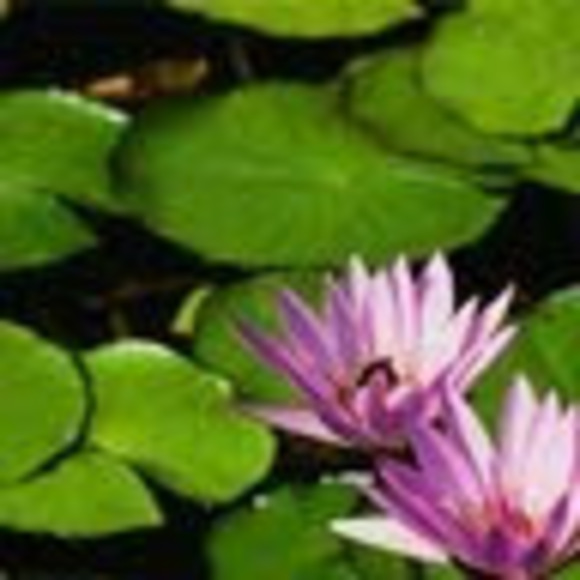 Meet your Posher, Suzzi - Picture 1 of 1